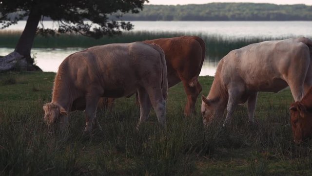 Cows runnning and watching in slowmotion near a lake.