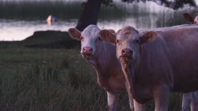 Cows runnning and watching in slowmotion near a lake.