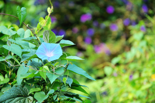 blue flower with plants and flowers in background
