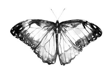 black butterfly, isolated on a white