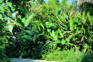 banana trees and pathway in rainforest