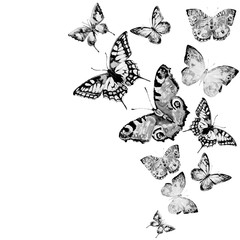 black butterfly, isolated on a white