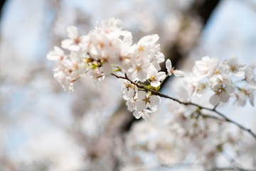 Beautiful white cherry blossoms blooming in a sunny day in spring
