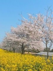 벚꽃유채꽃
