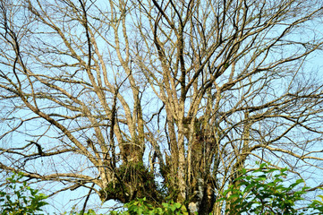 branches of old big tree
