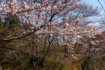 八面山の桜