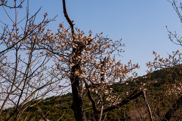 八面山の桜