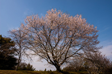 Fototapeta na wymiar 八面山の桜