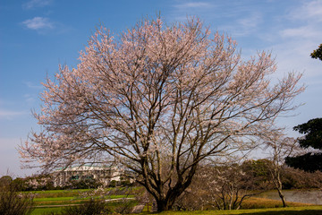 八面山の桜