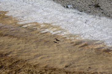 A bird walking in Mammoth Hot Springs in Yellowstone National Park