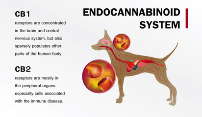 you dog cannabinoid receptrs Endocannabinoid system of dog