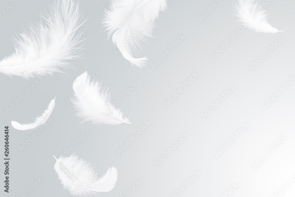 Wall mural feather abstract background. white feathers floating in the air.