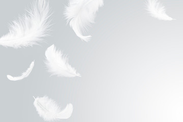 feather abstract background. white feathers floating in the air. - obrazy, fototapety, plakaty