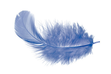 single blue feather isolated on white background