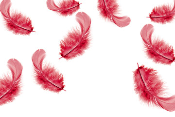 feather abstract background. red feathers falling in the air. isolated on white background.