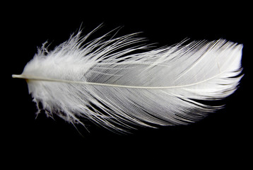 feather isolated on black background