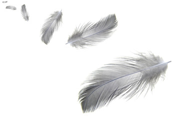 gray feather isolated on white background