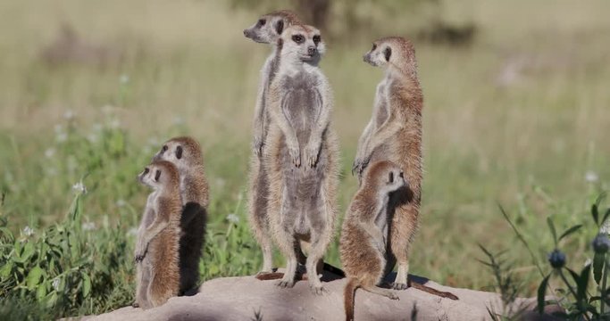 4K close-up view of a meerkats family with babies sunning themselves in the early morning sun ontop of their burrow, Botswana