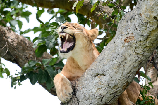 Lion tree in Safari