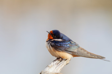 Barn swallow perched on limb