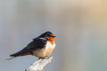 Barn swallow perched on limb