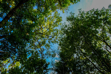 sun in the forest