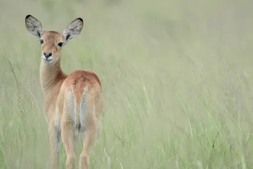 Printed kitchen splashbacks Antelope Antilope in Safari in Africa