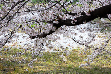 桜