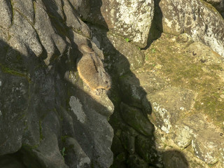 a machu picchu viscacha scurries to its hole