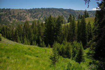 Landscape of Wyoming with mountain range in the back at Yellowstone National Park in summer