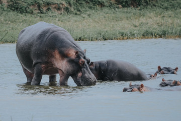 hippopotamus in Safari