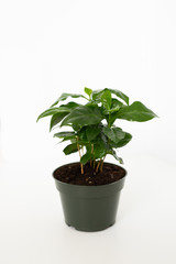 Coffee Tree Shrub Plant