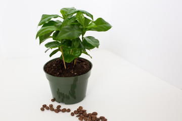 Coffee Tree Shrub Plant