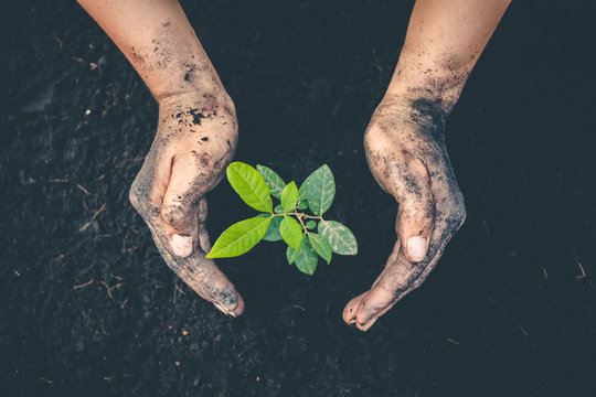 Hand for planting trees back to the forest, Creating awareness for love wild, Wild plant concept.