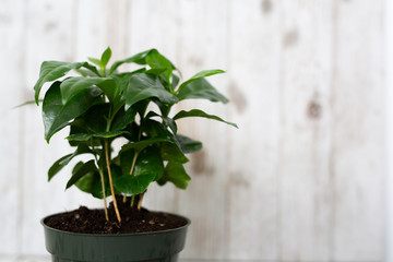Fototapeta premium Coffee Tree Shrub Plant