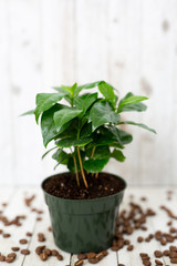 Coffee Tree Shrub Plant