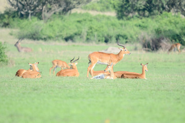 Naklejka na ściany i meble Antilope in Safari in Africa