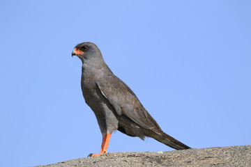 Majestic Hawk - Africa 