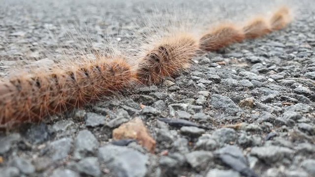 A 60 fps video of hairy caterpillars walking in a single line