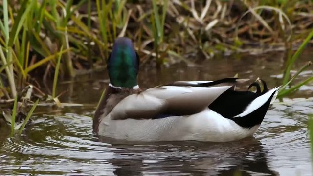 A slow motion duck clip rusteling his feathers before he turns