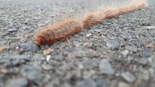 A slow-motion video of hairy caterpillars walking in a single line