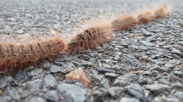 A slow motion video of hairy caterpillars walking in a single line