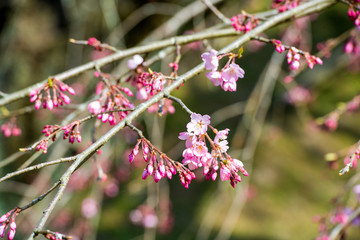 三光の桜