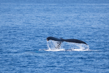 Humpback whale tail submerging into the water, with water dripping from it.
