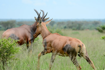 Antilope in Safari in Africa