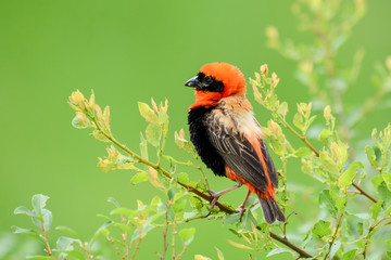 Bird in Safari in African