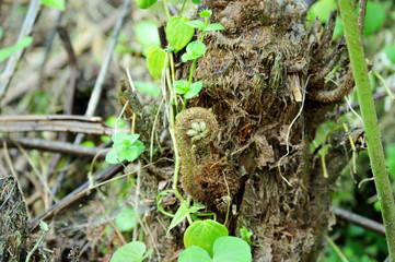 rolled fern plant in rainforest