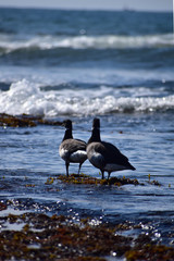 沖合いを見つめるコクガンの後姿