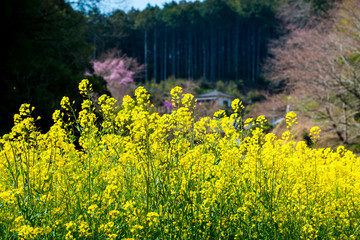 三光の菜の花