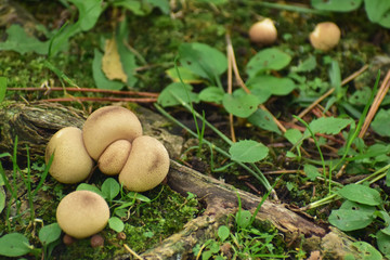 茶色い丸いきのこ